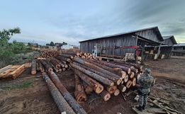 Polícia Militar Ambiental apreende madeira de espécie ameaçada de extinção