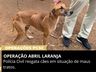 Operação da Polícia Civil resgata cães vítimas de maus-tratos em Tigrinhos