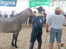 Cavalos crioulos de Itapiranga são avaliados na 11ª Efrait