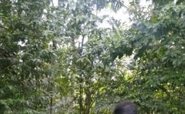 Homem sente ‘cheiro de churrasco queimado’ e encontra corpo carbonizado 