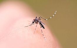 Regional de São Miguel do Oeste registra mais de mil casos de dengue em 2025