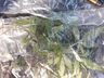 Polícia prende vinho, armas e drogas em Dionísio Cerqueira