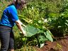 Mulheres são maioria no campo e geram 364 mil empregos em Santa Catarina