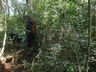 Adolescente de 14 anos é encontrada morta amarrada em árvore