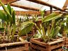 Na capital da fruta, produtores trabalham na sucessão familiar 