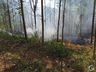 Incêndio de grandes proporções atinge plantação de eucalipto no interior 