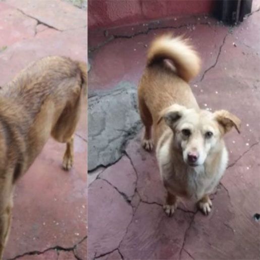 Cachorros esperam há dois meses pelo dono que morreu em Xanxerê