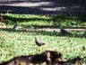 VÍDEO: Pombas na praça causam transtornos em São Miguel do Oeste