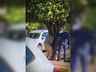 VÍDEO: Homem fica com a cabeça presa em árvore no centro de São Miguel do Oeste