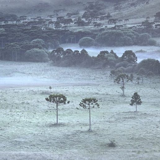 Serra de SC registra geada e temperatura de 4°C em pleno verão