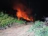 Incêndio florestal mobiliza bombeiros por quatro horas