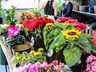 Central Flor, Floricultura e Paisagismo inaugura em São Miguel do Oeste