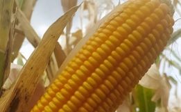 Curso sobre produção de sementes de milho será realizado em Mondaí