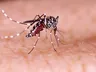 Tunápolis realiza primeiro levantamento do ano sobre situação da dengue