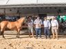 Cavalo Crioulo de Campo Erê está entre os 4 melhores do Brasil