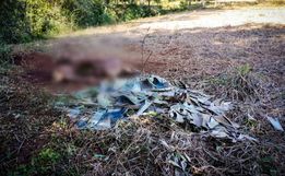 Vaca prenha é abatida e carne furtada em propriedade no interior de Bandeirante