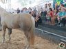 Cavalos crioulos de Itapiranga são avaliados na 11ª Efrait