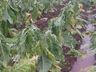 Agricultor relata prejuízo superior a R$ 100 mil com temporal  no interior de Itapiranga
