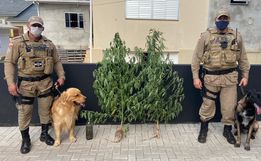 Patrulha Rural localiza plantas de maconha no interior de SJCedro
