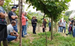 Dia de Campo sobre Videira é realizado em Guarujá do Sul