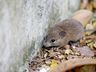 Oitava morte por leptospirose é confirmada no RS
