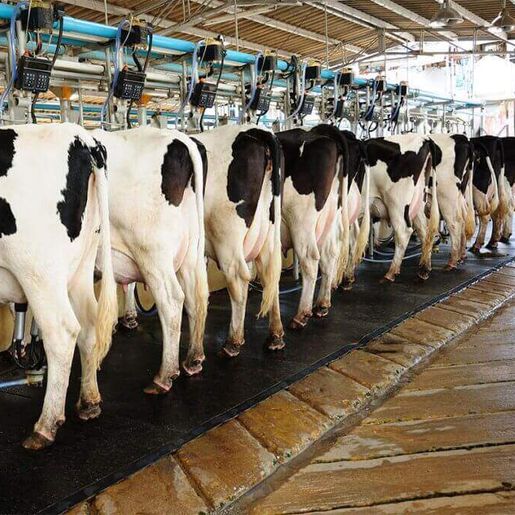 Agrônomo sugere  alternativas na dieta alimentar bovina para aumentar  produção no inverno