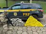 PRF apreende 195 kg de drogas e recupera carro roubado na BR-282 