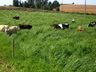 Falta de frio  prejudica o desenvolvimento das pastagens de inverno na região