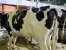 Exposição de animais será destaque na 15ª Efacitus, em Tunápolis