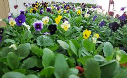 CAESP/APAE Caminho de Luz realiza feira de flores de inverno