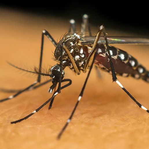  Mondai terá ações de combate à dengue neste sábado 