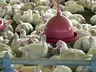 Mais três países suspendem importação de frango do Brasil