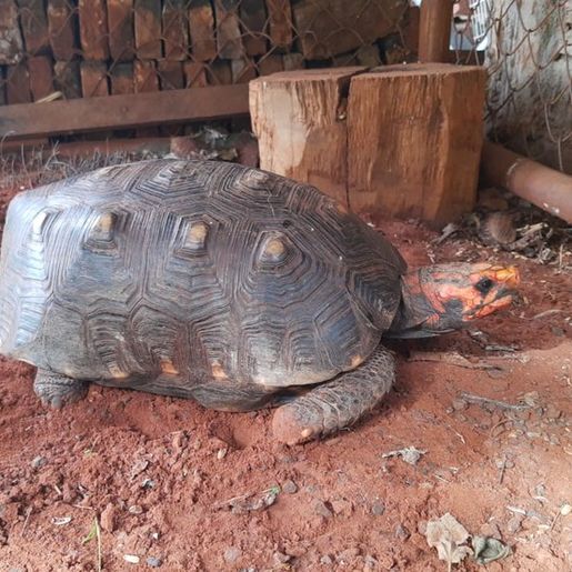 Homem aciona Polícia Ambiental para retirar jabuti da casa dele e é preso