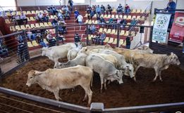 Associação realiza neste final de semana primeiro remate online em SMOeste