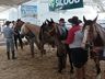 Cavalos crioulos de Itapiranga são avaliados na 11ª Efrait
