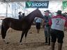Cavalos crioulos de Itapiranga são avaliados na 11ª Efrait