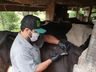 Itapiranga registra queda nos casos de Brucelose e Tuberculose