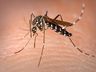 Santa Helena realiza Levantamento Rápido de Índices do Aedes Aegypti