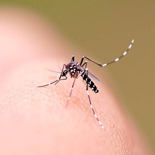 Verão aumenta risco de dengue em SMO, que já registra 126 focos do Aedes aegypti