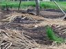 Moradores denunciam crime ambiental no interior 