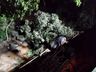 Caminhão cai em riacho e deixa pai, mãe e filha mortos em São Domingos 