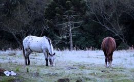 Serra catarinense volta a amanhecer com temperaturas abaixo de zero e paisagens cobertas de gelo