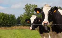 Veterinário alerta para a importância da vacinação após surto de raiva na região