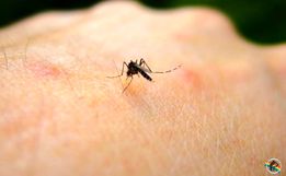 SC chega a 41 mortes por dengue no ano e tem 59 cidades com epidemia