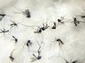 Brasil teve média de um milhão de casos prováveis de dengue por mês