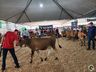 Avaliação de bezerras e novilhas é realizada na 11ª Efrait de Itapiranga
