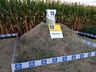 Cooperalfa envolve centenas de agricultores na 3ª Noite de Campo em SJCedro