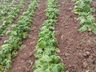 Levantamentos confirmam que 100 mil pés de tabaco foram perdidos com temporal
