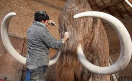 Cientistas recebem US$ 15 milhões para ressuscitar mamute extinto há 4 mil anos
