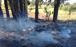 Incêndio florestal mobiliza bombeiros por uma hora